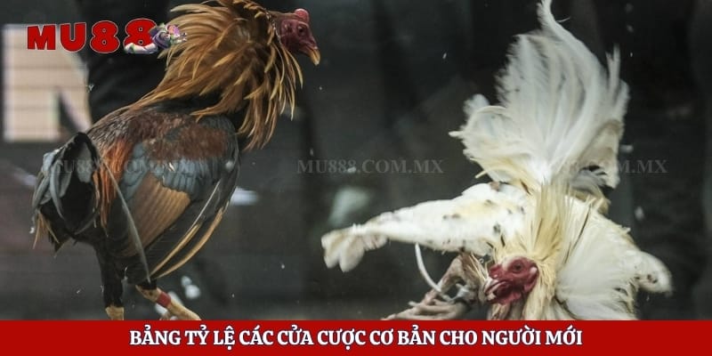 Đá Gà Tre - Tận Hưởng Những Trận Chiến Hấp Dẫn Mỗi Ngày 4 Bảng tỷ lệ các cửa cược cơ bản cho người mới