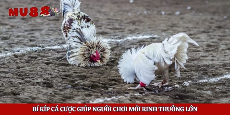 Đá Gà Tre - Tận Hưởng Những Trận Chiến Hấp Dẫn Mỗi Ngày 5 Bí kíp cá cược giúp người chơi mới rinh thưởng lớn
