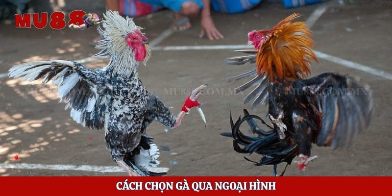 Kinh Nghiệm Chọn Gà - Bí Kíp Giúp Người Chơi Dễ Thắng 3 Cách chọn gà qua ngoại hình