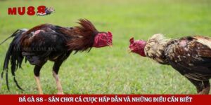 Đá Gà 88 – Sân Chơi Cá Cược Hấp Dẫn Và Những Điều Cần Biết