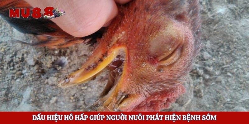 Cách Trị Hen Xuyển Ở Gà Hiệu Quả Và Hạn Chế Tái Phát 2 Dấu hiệu hô hấp giúp người nuôi phát hiện bệnh sớm