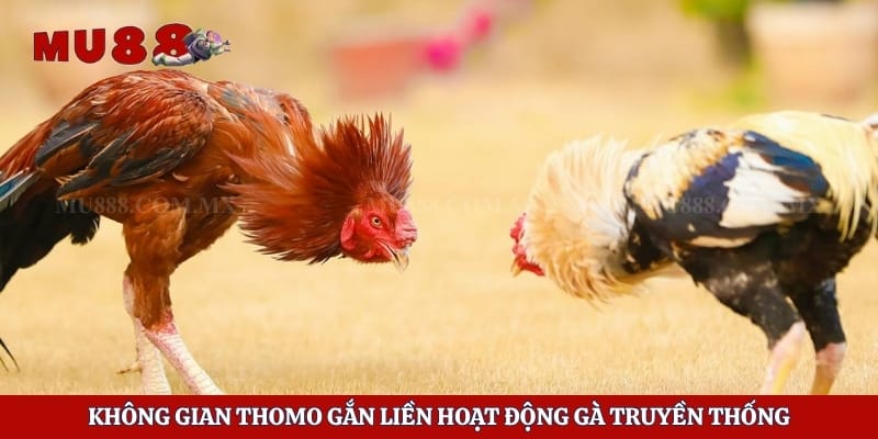 Không gian Thomo gắn liền hoạt động gà truyền thống