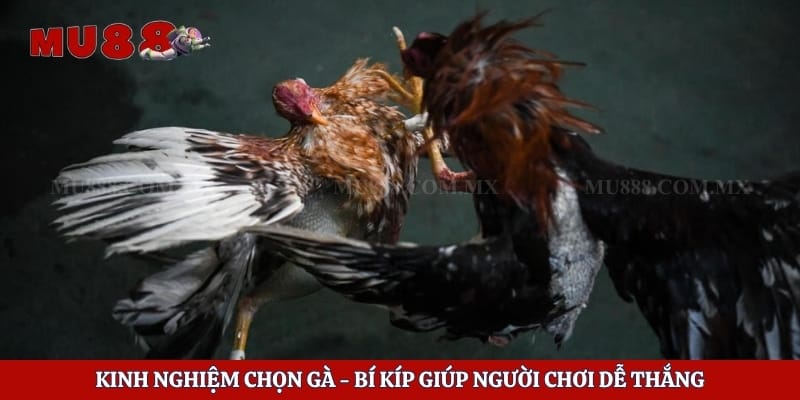 Kinh Nghiệm Chọn Gà - Bí Kíp Giúp Người Chơi Dễ Thắng 1 Kinh Nghiệm Chọn Gà - Bí Kíp Giúp Người Chơi Dễ Thắng