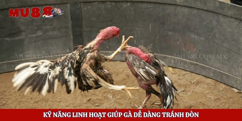 Kinh Nghiệm Chọn Gà - Bí Kíp Giúp Người Chơi Dễ Thắng 5 Kỹ năng linh hoạt giúp gà dễ dàng tránh đòn