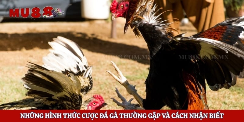 Đá Gà 88 - Sân Chơi Cá Cược Hấp Dẫn Và Những Điều Cần Biết 4 Những hình thức cược đá gà thường gặp và cách nhận biết