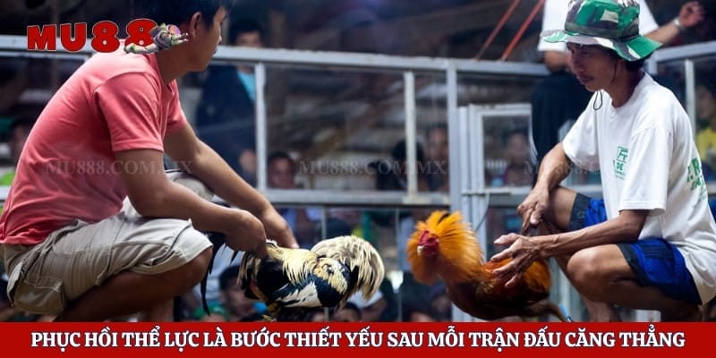 Cách Nuôi Gà Tre Đá - Bí Quyết Rèn Luyện Chiến Kê Khỏe Mạnh 6 Phục hồi thể lực là bước thiết yếu sau mỗi trận đấu căng thẳng
