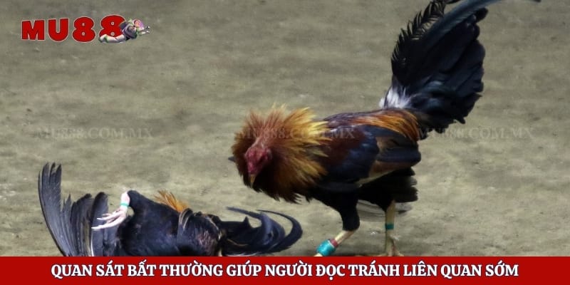 Kinh Nghiệm Đá Gà Không Bị Bắt Và Cách Tránh Rủi Ro 3 Quan sát bất thường giúp người đọc tránh liên quan sớm