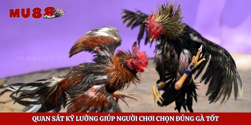 Kinh Nghiệm Chọn Gà - Bí Kíp Giúp Người Chơi Dễ Thắng 2 Quan sát kỹ lưỡng giúp người chơi chọn đúng gà tốt