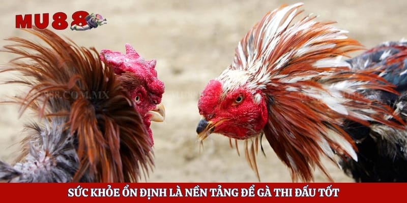 Kinh Nghiệm Chọn Gà - Bí Kíp Giúp Người Chơi Dễ Thắng 4 Sức khỏe ổn định là nền tảng để gà thi đấu tốt
